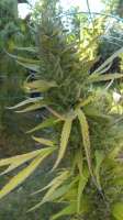 Bild von new420guy (Glue Cookies)