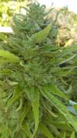 Bild von new420guy (Glue Cookies)