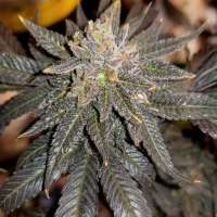 Bild von new420guy (Granddaddy Purple)