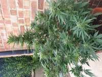 New420Guy Seeds Granddads Blue Cheese - ein Foto von Bigcheeseboy22