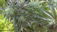 New420Guy Seeds Granddad's Lavender - ein Foto von new420guy