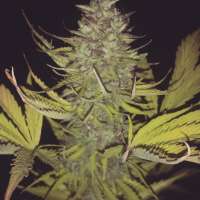 Bild von new420guy (La Fruta x Lowryder 2)