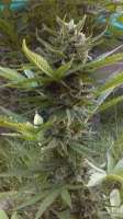 Bild von new420guy (La Fruta x Lowryder 2)