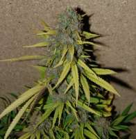 Bild von New420Guy (Lemon Skunk)