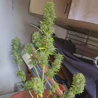 Bild von new420guy (Magnesia Auto)