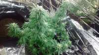 New420Guy Seeds Master Orange - ein Foto von Madcat