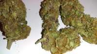 New420Guy Seeds Midnight Cheese - ein Foto von New420Guy