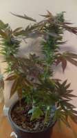 New420Guy Seeds Midnight Cheese - ein Foto von New420Guy