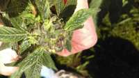 New420Guy Seeds Pauls Purple Cookies - ein Foto von New420Guy