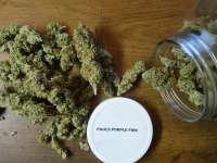 New420Guy Seeds Pauls Purple Fire - ein Foto von New420Guy