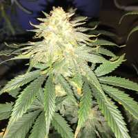 New420Guy Seeds Pennywise - ein Foto von new420guy