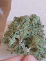 Bild von 46nkid (Playboy OG Kush)