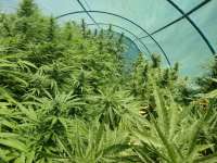 New420Guy Seeds Purple Wreck - ein Foto von New420Guy