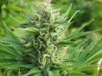 New420Guy Seeds Skywalker Kush - ein Foto von New420Guy