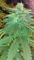 Bild von New420Guy (Super Blue Dream)