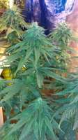 New420Guy Seeds Super Blue Dream - ein Foto von New420Guy