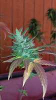 New420Guy Seeds Super Blue Dream - ein Foto von New420Guy