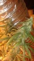 New420Guy Seeds Tajikistani Hash Plant - ein Foto von New420Guy