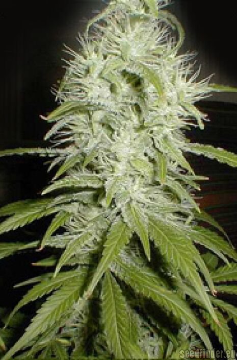 Nirvana Seeds Aurora Indica