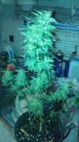 Nirvana Seeds Blue Mystic Automatic - ein Foto von PotHeadMason