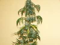 Nirvana Seeds California Orange Bud - ein Foto von highgrow11