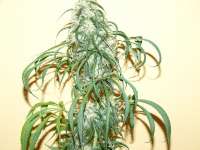 Bild von highgrow11 (California Orange Bud)