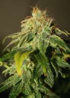 Bild von audioaddict (California Orange Bud)