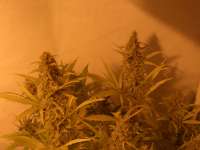 Nirvana Seeds Ice - ein Foto von Roadkill420