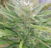 Bild von Buddler (Lemon OG Haze Automatic)