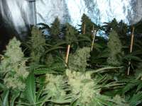 Nirvana Seeds Northern Light - ein Foto von rumo1