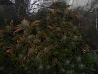 Nirvana Seeds Top 44 - ein Foto von sorbetjunky