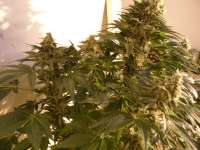 Bild von pippypops (White Widow)