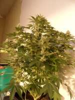 Bild von pippypops (White Widow)