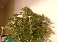 Bild von pippypops (White Widow)