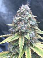 Nirvana Seeds Wonder Woman - ein Foto von goldgrows