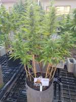 Noble Genetics Afghan Baked Cheesecake - ein Foto von Sloet