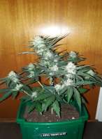 Norden Seeds Auto Viking AK47 - ein Foto von patchwork