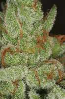 Bild von nuggpufr (Fire OG BX)