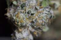 OG Raskal Genetics White Fire - ein Foto von NthMan