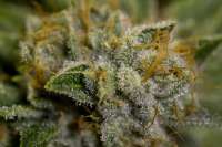 OG Raskal Genetics White Fire - ein Foto von NthMan