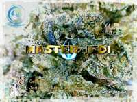 Ocean Grown Seeds Master Jedi Kush - ein Foto von Justin108