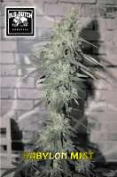 Old Dutch Genetics Babylon Mist - ein Foto von OldDutchGenetics