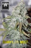 Old Dutch Genetics Babylon Mist - ein Foto von OldDutchGenetics