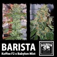 Bild von OldDutchGenetics (Barista)