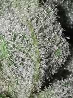 Original Sensible Seeds Bruce Banner #3 - ein Foto von MekilaNZ