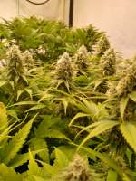 Original Sensible Seeds Pure Kush - ein Foto von hanfieyruderalis