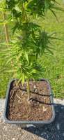 Original Sensible Seeds Purple Haze Auto - ein Foto von Weed420Haze