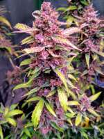 Bild von FullThrottleFarms (Cherry Alien IX)