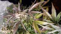 Paisa Grow Seeds Choco Cookies - ein Foto von Lagartijo