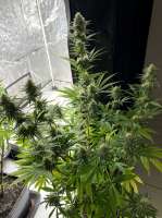 Paisa Grow Seeds Super Choco - ein Foto von Pezumol